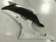 Kit Carenagem R6 2008-2016 - Branco